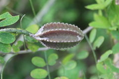 Acanthocereus fosterianus