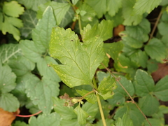 Geum urbanum