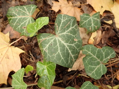 Hedera helix
