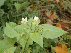 Solanum nigrum