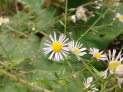 Erigeron annuus