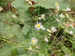 Erigeron annuus
