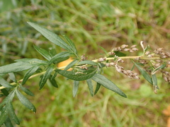 Artemisia vulgaris