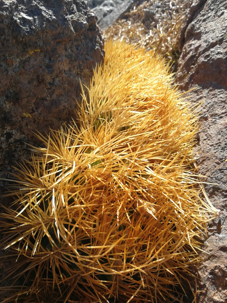 Eriosyce garaventae, Valparaíso, CL