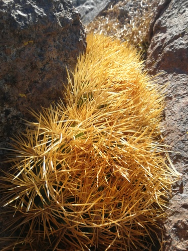 Eriosyce garaventae