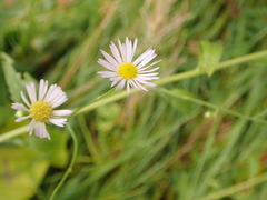 Erigeron annuus