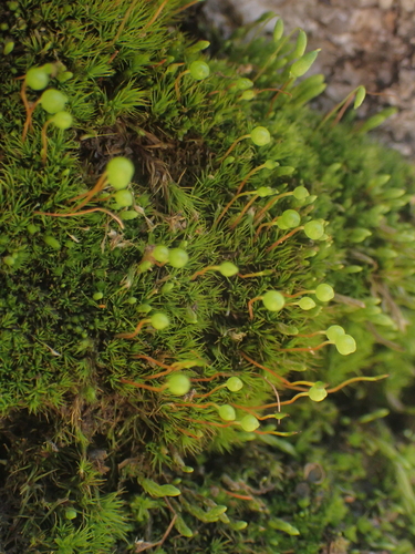 Stiff Apple-moss (Bartramia ithyphylla)
