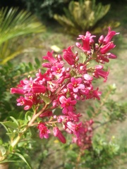 Escallonia callcottiae