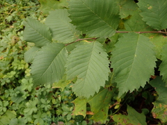 Ulmus minor