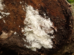 Fungi