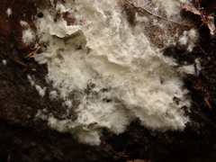 Fungi