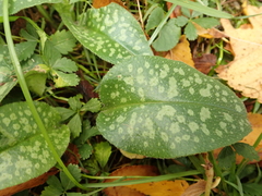 Pulmonaria saccharata