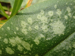 Pulmonaria saccharata