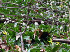 Carex fraseriana