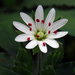 Star Chickweed - Photo (c) A. R., some rights reserved (CC BY-NC-SA), uploaded by A. R.