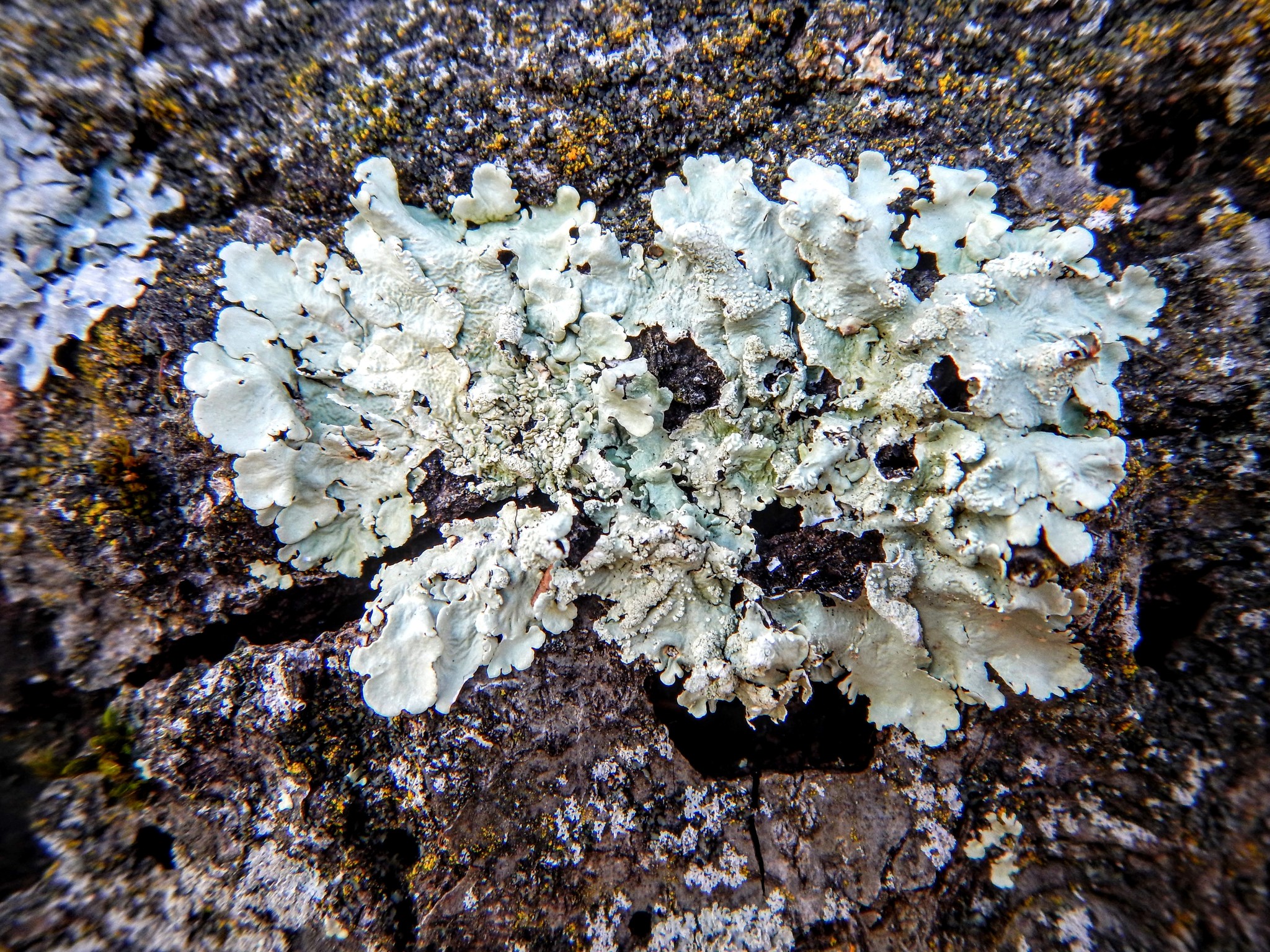 Flavoparmelia caperata image