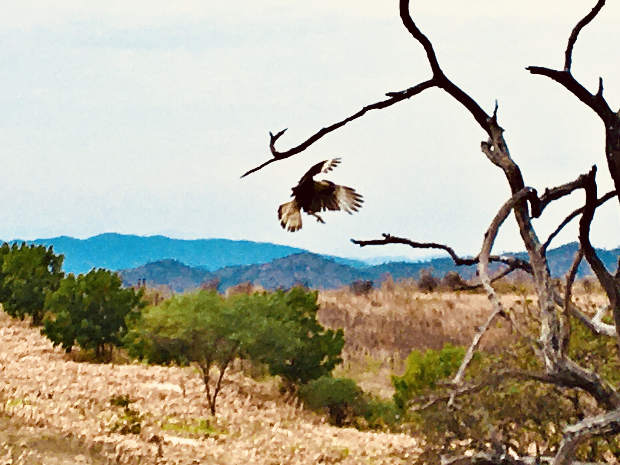 Caracara plancus image