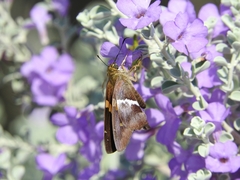 Aguna asander asander