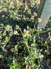 Tridax procumbens image