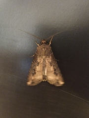 Lepidoptera