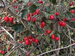 Crataegus macrocarpa