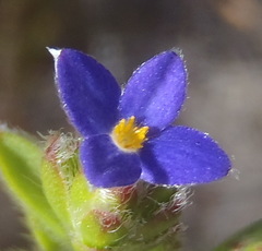 Gnidia penicillata