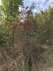 Crataegus macrocarpa