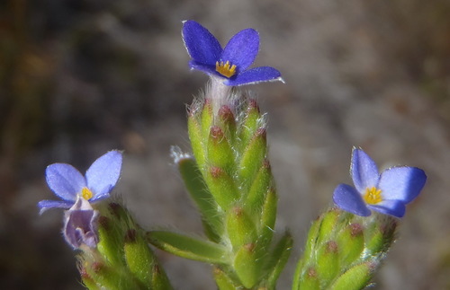 Image of Gnidia penicillata by (c) Nicola van Berkel, some rights reserved (CC BY-SA)