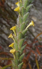 Struthiola tomentosa