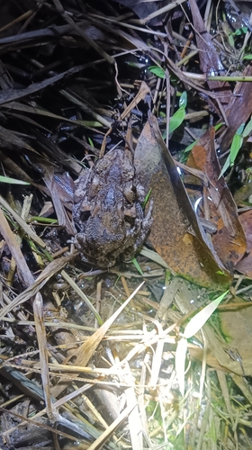 Ingerophrynus biporcatus