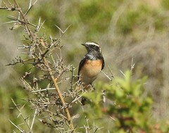 Oenanthe cypriaca