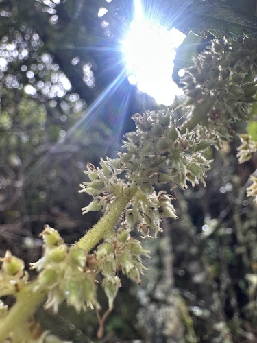 Weinmannia pubescens