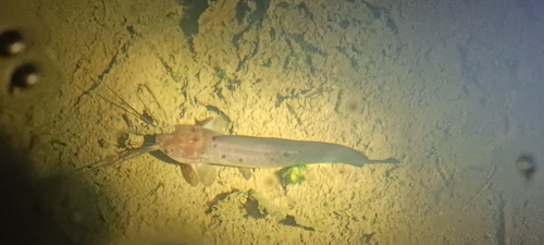 Zwartvel-kuilmeerval (Clarias meladerma) — Clariidae — 4