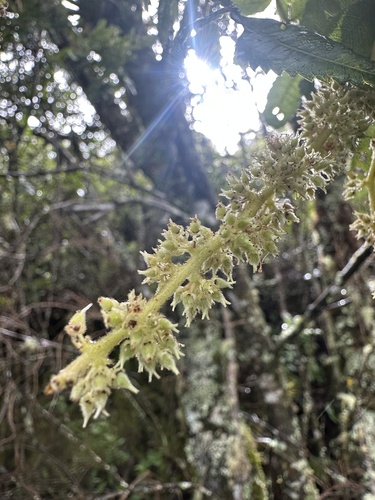 Weinmannia pubescens, photograph 2