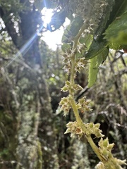 Weinmannia pubescens, photograph (c) Nicolás Baresch Uribe, some rights reserved (CC BY)