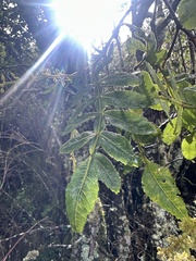 Weinmannia pubescens, photograph (c) Nicolás Baresch Uribe, some rights reserved (CC BY)