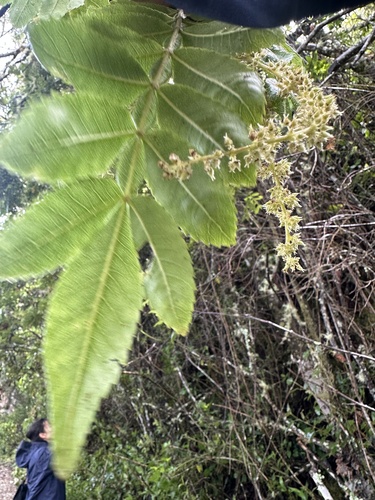 Weinmannia pubescens, photograph 5