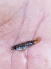 Gambusia gaigei