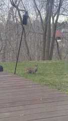 Sylvilagus floridanus