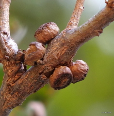 Disholcaspis eldoradensis