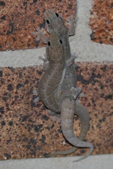 Gehyra dubia