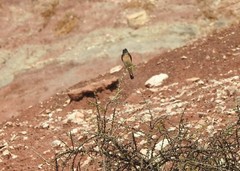 Oenanthe cypriaca