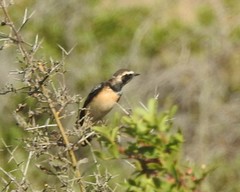 Oenanthe cypriaca