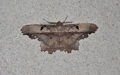 Chorodna complicataria