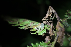 Guibemantis liber
