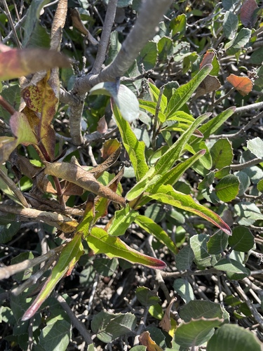 Bigleaf Crownbeard foliage
