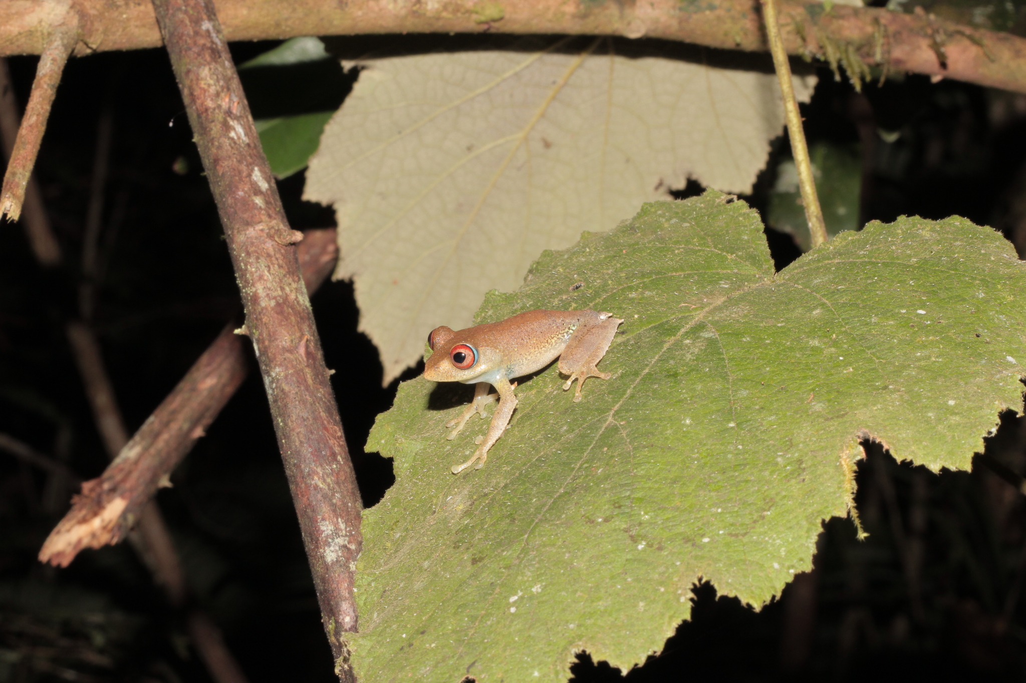 Böhme's Bright-eyed Frog, Boophis boehmei