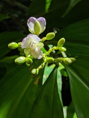 Dichorisandra hexandra