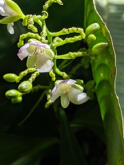 Dichorisandra hexandra