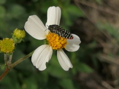 Acmaeodera haemorrhoa